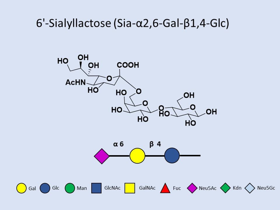 6'-Sialyllactose