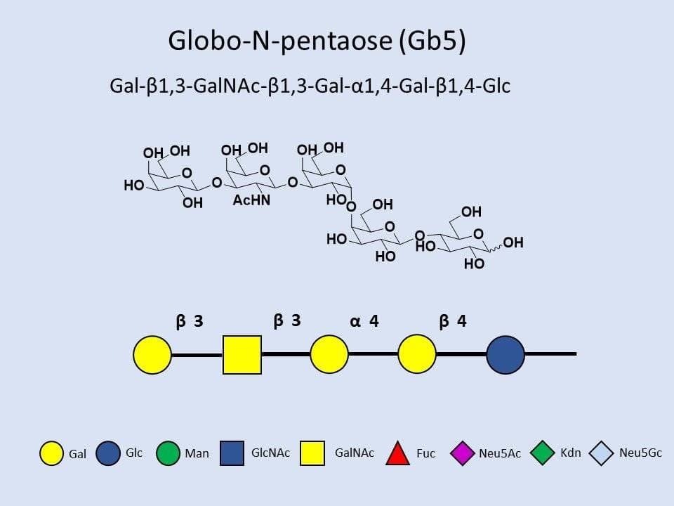 Globo-N-pentaose (Gb5)