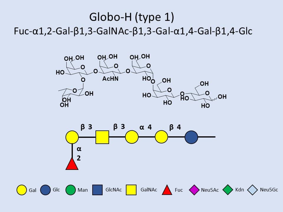 Globo-H type 1
