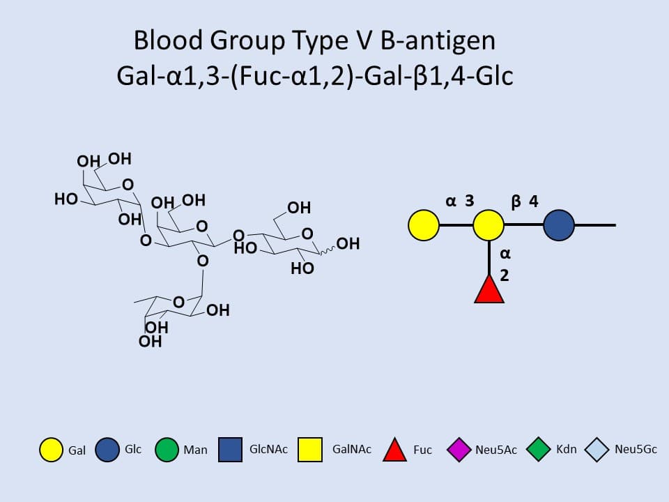 Blood Group Type V B-antigen
