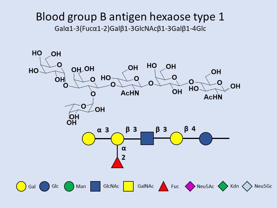 Blood group B antigen hexaose type 1