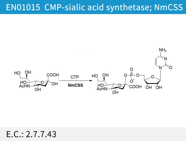 CMP-sialic acid synthetase (NmCSS)
