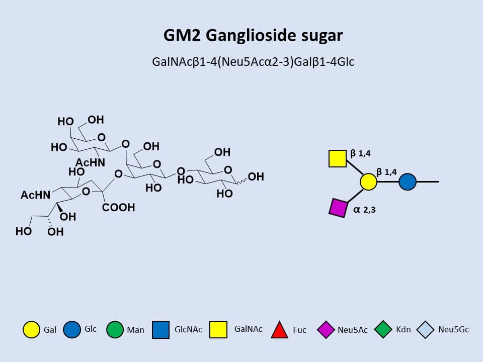 GM2 Ganglioside sugar