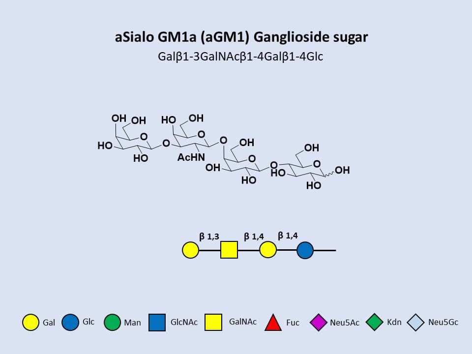 aGM1 (asialo GM1) Ganglioside sugar / GA1