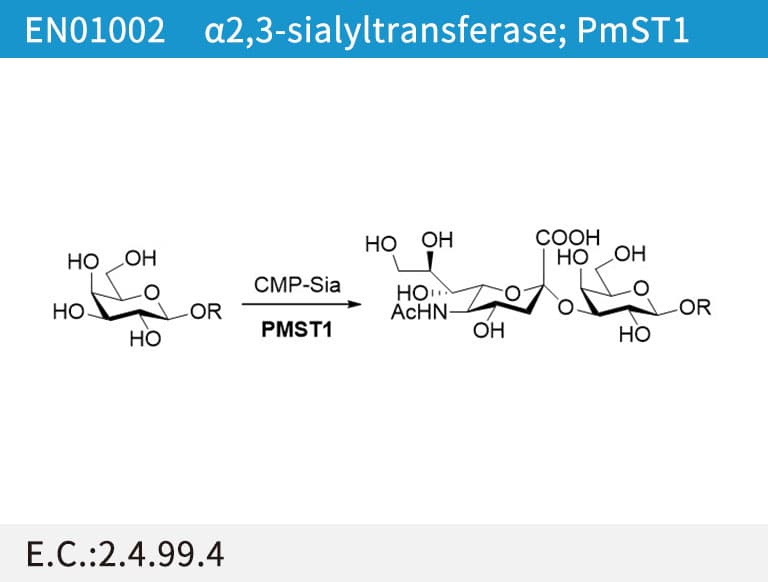 α2,3-sialyltransferase (PmST1)