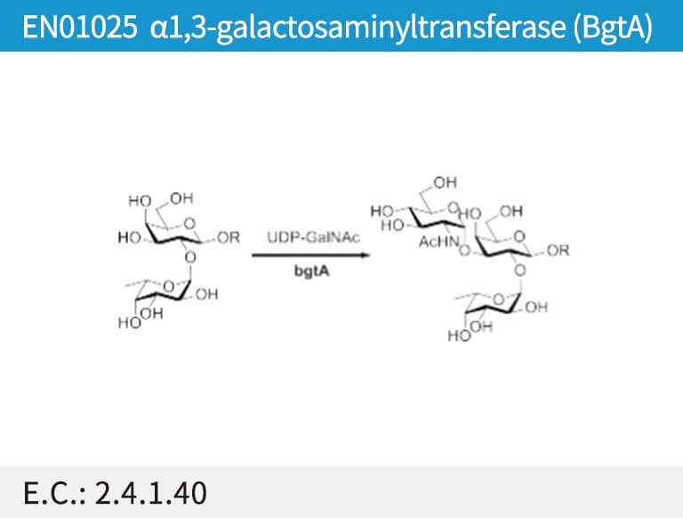 α1,3-galactosaminyltransferase (BgtA)