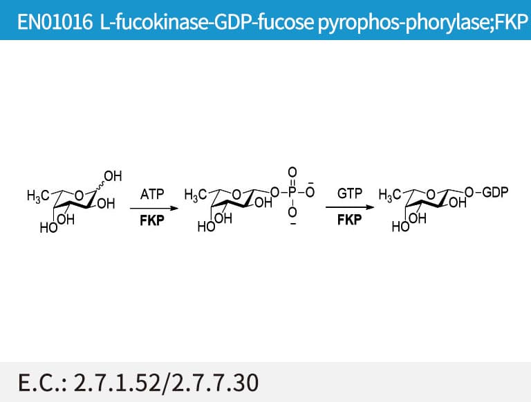 L-fucokinase/GDP-fucose pyrophosphorylase (FKP)