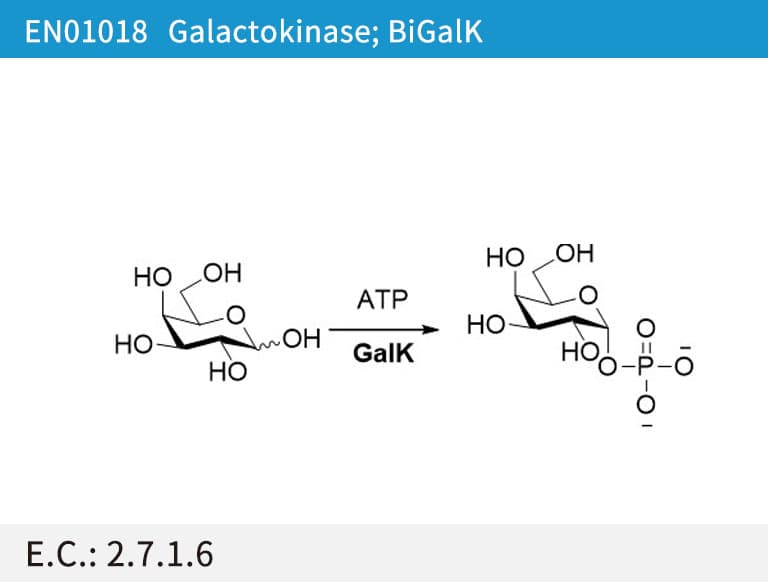Galactokinase (BiGalK)