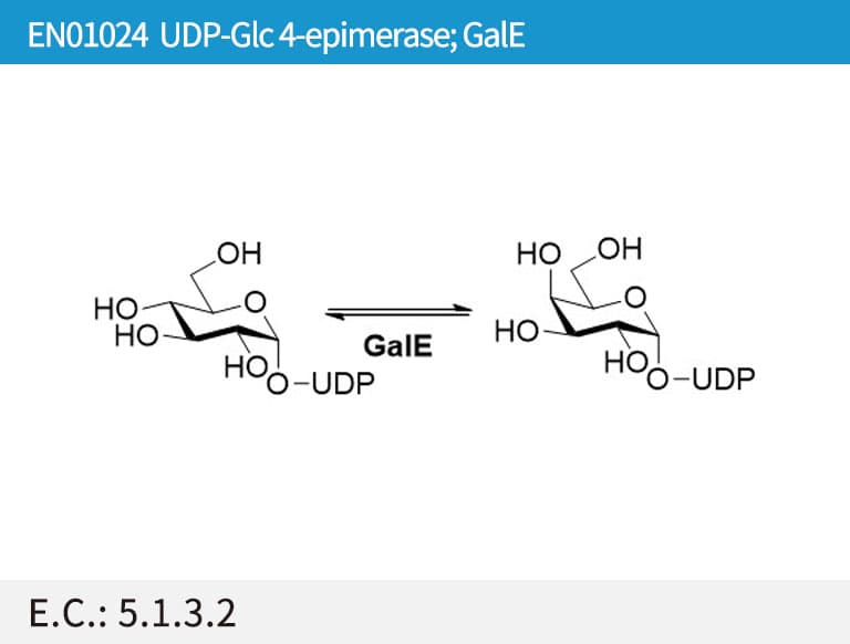 UDP-Glc 4-epimerase (GalE)