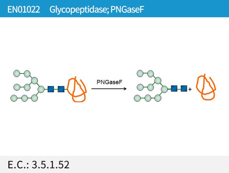 Peptide-N4-(N-acetyl-β-glucosaminyl) asparagineamidase (PNGaseF)