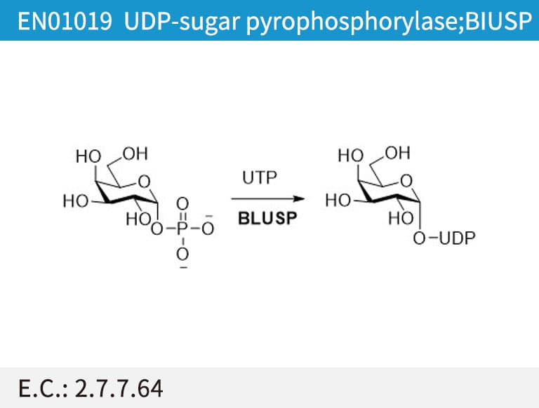 UDP-sugar pyrophosphorylase (BlUSP)