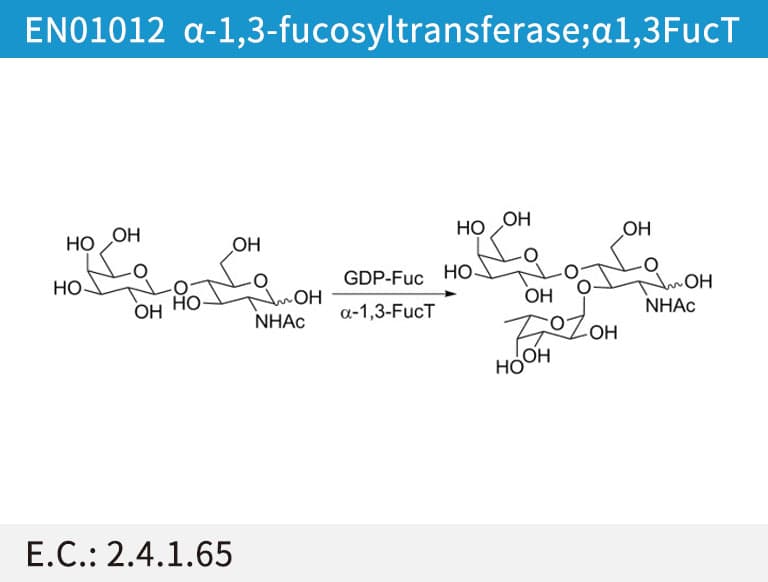 α1,3-fucosyltransferase (a1,3FucT)
