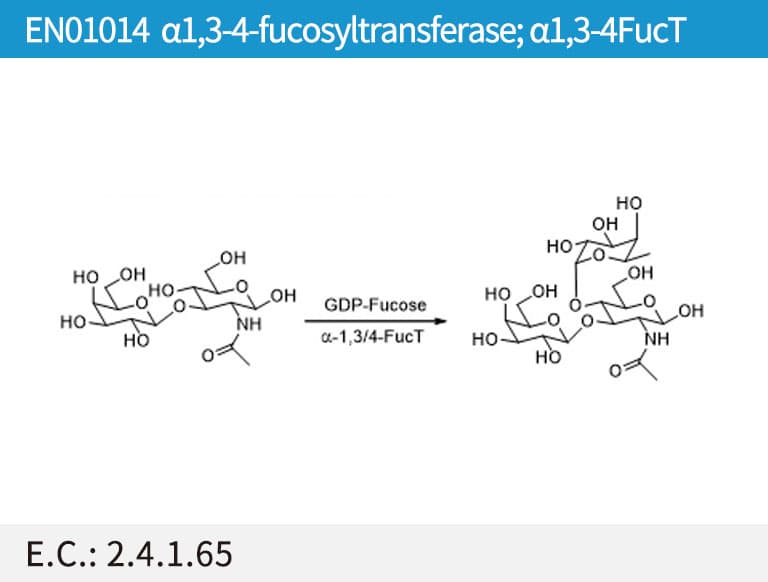 α-1,3/4-fucosyltransferase
