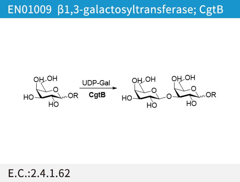 b1,3-galactosyltransferase (CgtB)