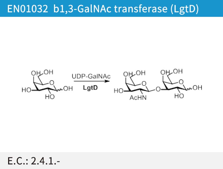 b1,3-GalNAc transferase (LgtD)