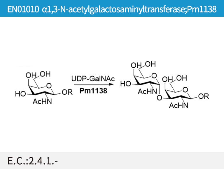 a1,3-GalNAc transferase (Pm1138)