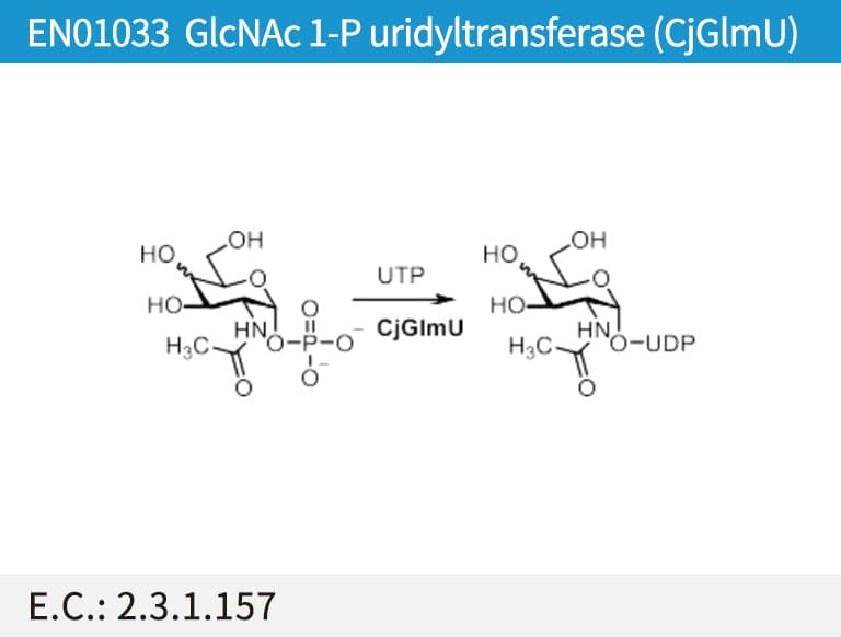 GlcNAc 1-P uridyltransferase (CjGlmU)