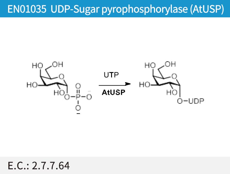 UDP-Sugar pyrophosphorylase (AtUSP)