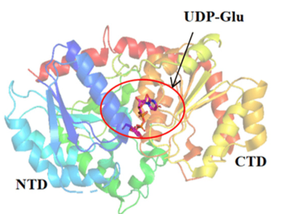 L-fucose isomerase (Fucl)