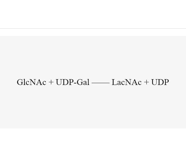β1, 4-galactosyltransferase (LgtB)