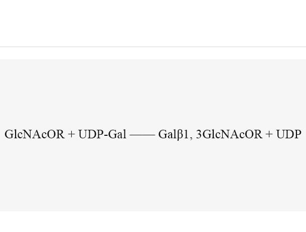 β1, 3-galactosyltransferase (WbgO)