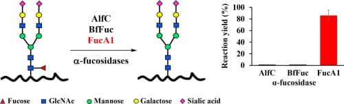 α1,3/4 Fucosidase