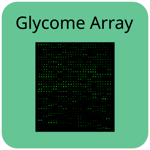 Human Glycosylation Array L3