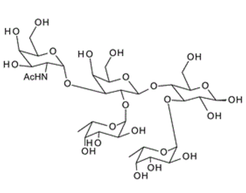 GalNAca1-3(Fuca1-2)Galb1-4(Fuca1-3)Glc ; Blood Group A pentasaccharide