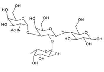 GalNAca1-3(Fuca1-2)Galb1-4Glc ; Blood Group A tetrasaccharide type V