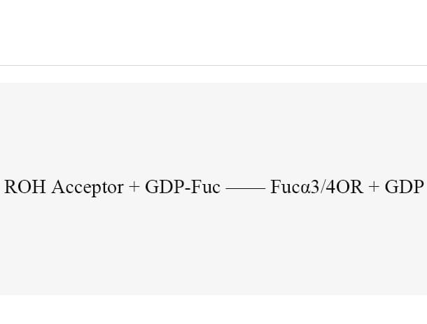 GlcNAc-1-P uridyltransferase (PmGlmU)