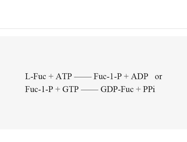 L-fucokinase/GDP-fucose pyrophos phorylase (FKP)