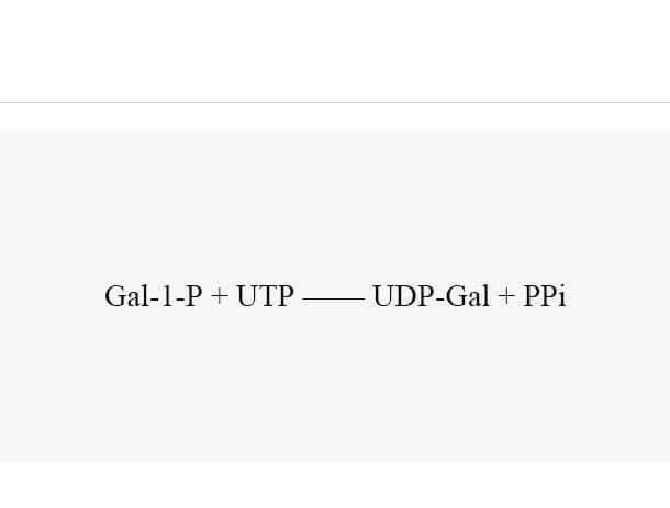 UDP-sugar pyrophosphorylase (BlUSP)