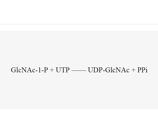 N-acetylglucosamine-1-P uridyltransferase (AgX1)