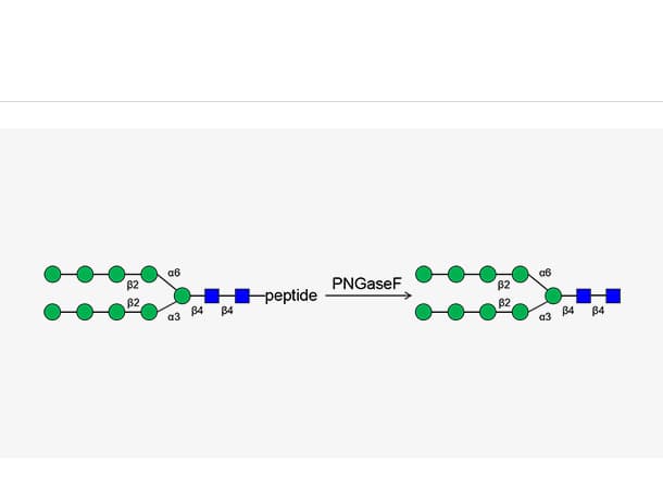 PNGase F