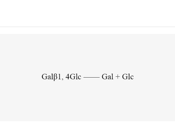 β - Galactosidase (EcLacZ)