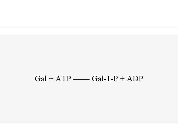 Galactokinase (BiGalK)