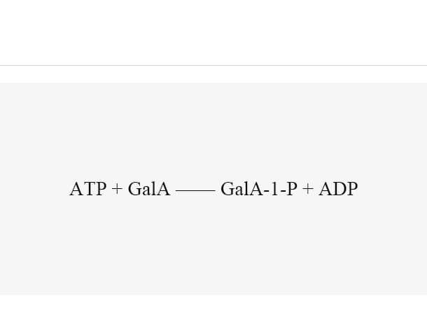 Galcuronokinase (AtGalAK)