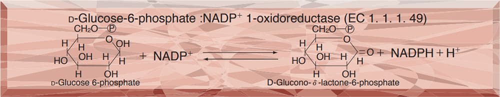 GLUCOSE-6-PHOSPHATE DEHYDROGENASE from Leuconostoc mesenteroides