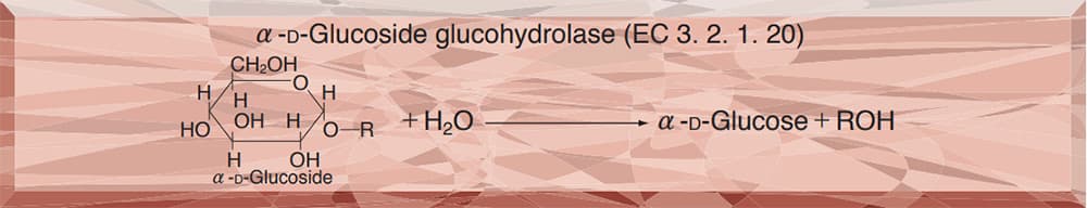 α-GLUCOSIDASE(MALTASE) from Microorganism