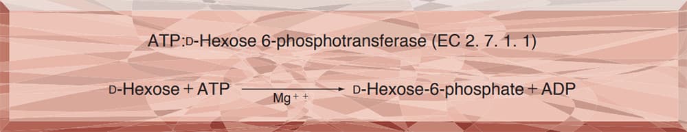 HEXOKINASE from Microorganism
