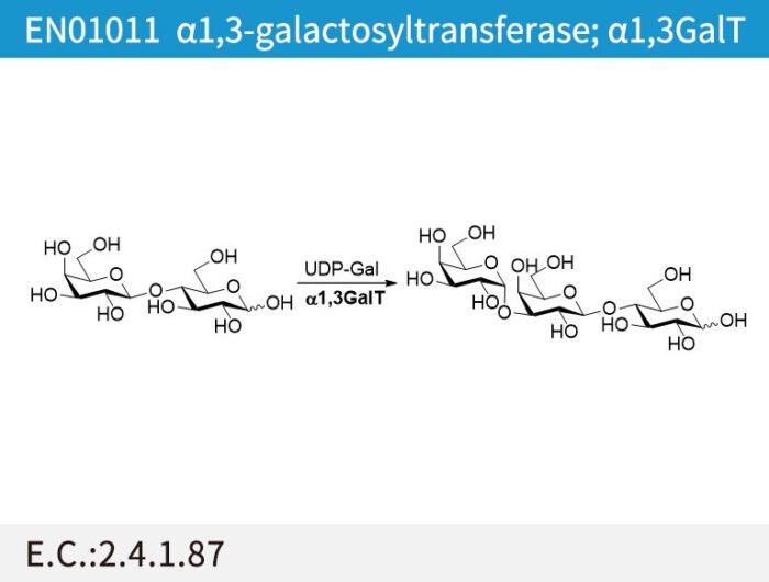 EN01011 a1,3-galactosyltransferase; a1,3GalT