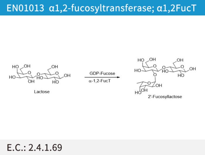 EN01013 a1,2-fucosyltransferase; a1,2FucT