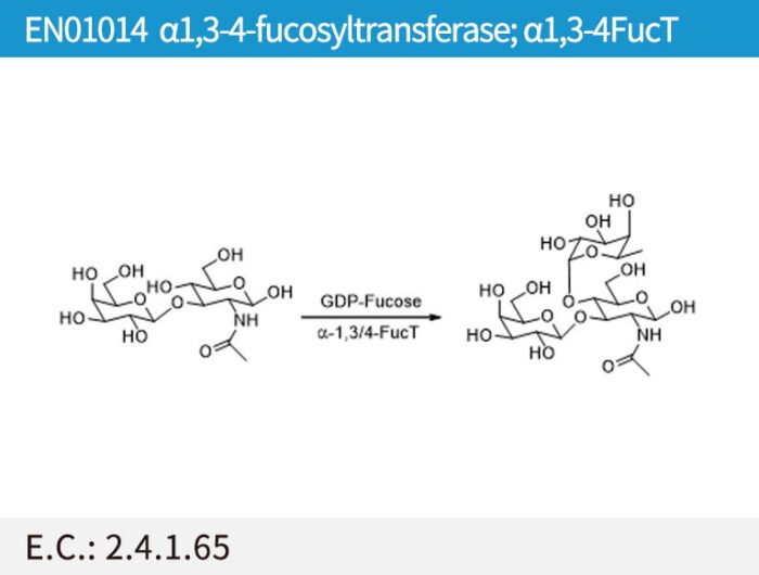 EN01014 a1,3-4-fucosyltransferase; a1,3-4FucT