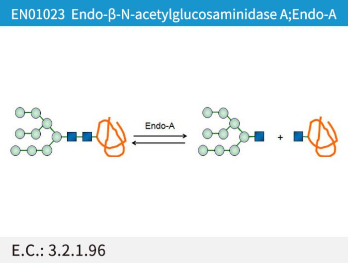 EN01023 Endo-b-N-acetylglucosaminidase A;Endo-A