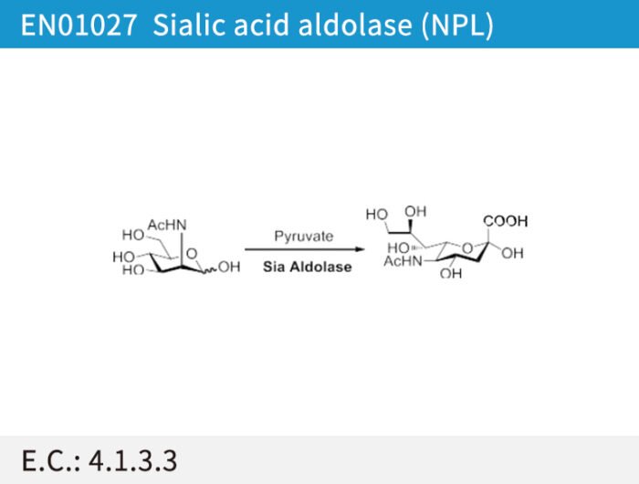 EN01027 Sialic acid aldolase (NPL)