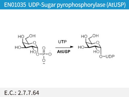 EN01035 UDP-Sugar pyrophosphorylase (AtUSP)