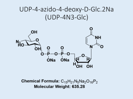 udp-4-azido-4-deoxy-d-glc-2na