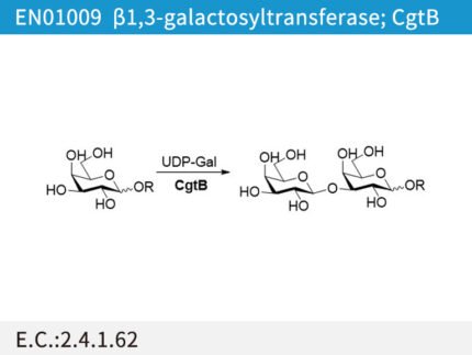 a1,3-galactosyltransferase; CgtB