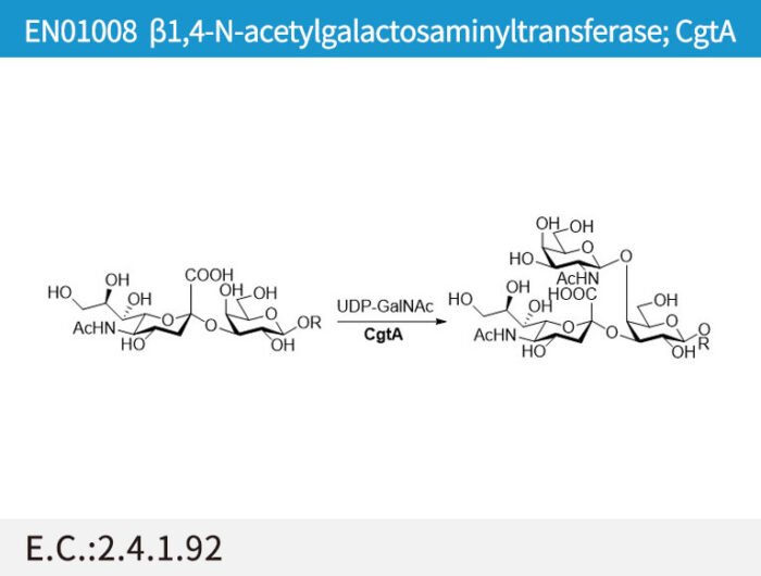 a1,4-N-acetylgalactosaminyltransferase; CgtA