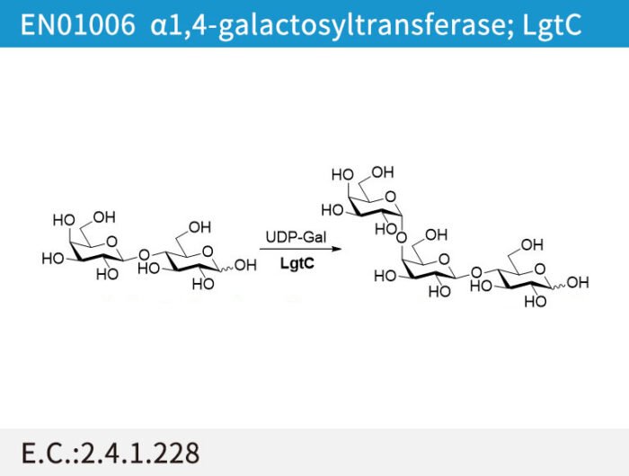 a1,4-galactosyltransferase; LgtC